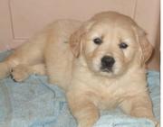 Golden Retreiver Puppies for Sale @ 09830064171