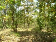 suitable Land for resort for sale near Mukki Gate at Kanha 