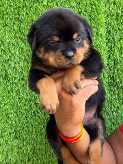 Rottweiler Pups Available Here In Trust Kennel 