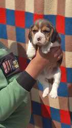 Beagle Pups For Sale Trust Kennel