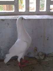 high flyibg pigeons for sale,  can be used for high flying competitions