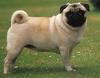 SHOW QUALITY PUG PUPPIES FOR SELL-9096050294